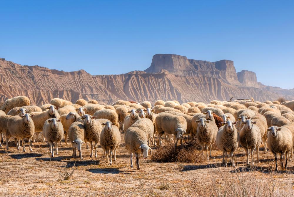 Bardenas Reales con un primer plano de un rebaño de ovejas